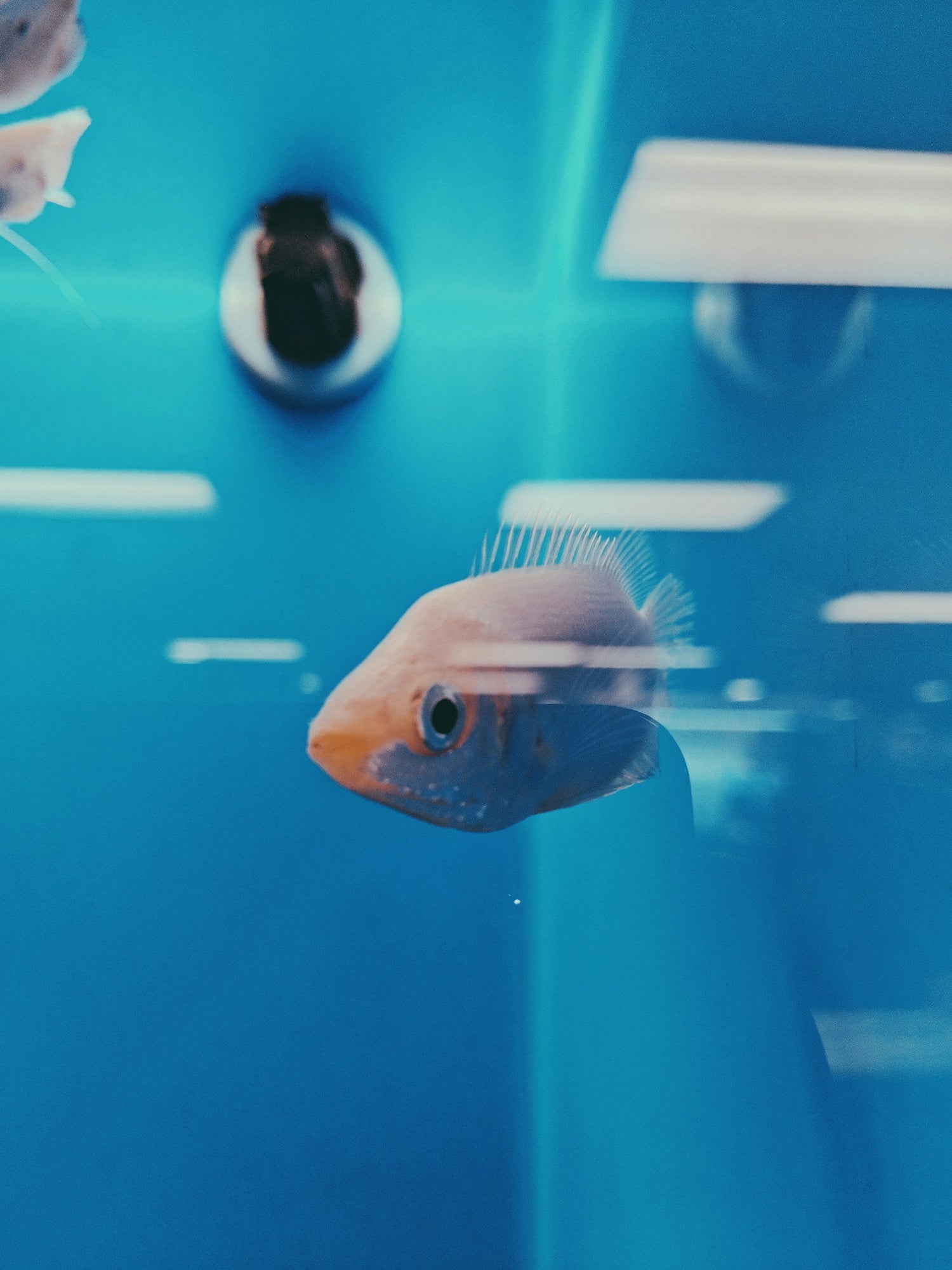 Aquarium, Terrariums & Ponds