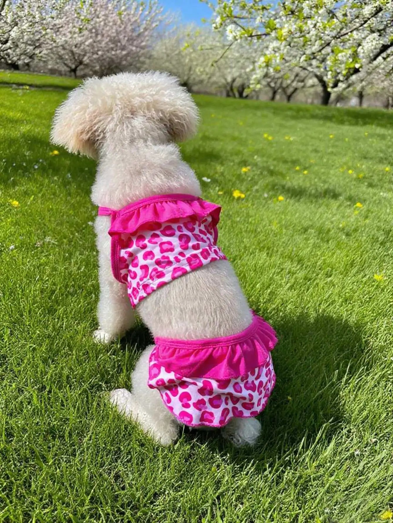 Lace Printed Camisole Dog Dress For Daily Wear And Photoshoots