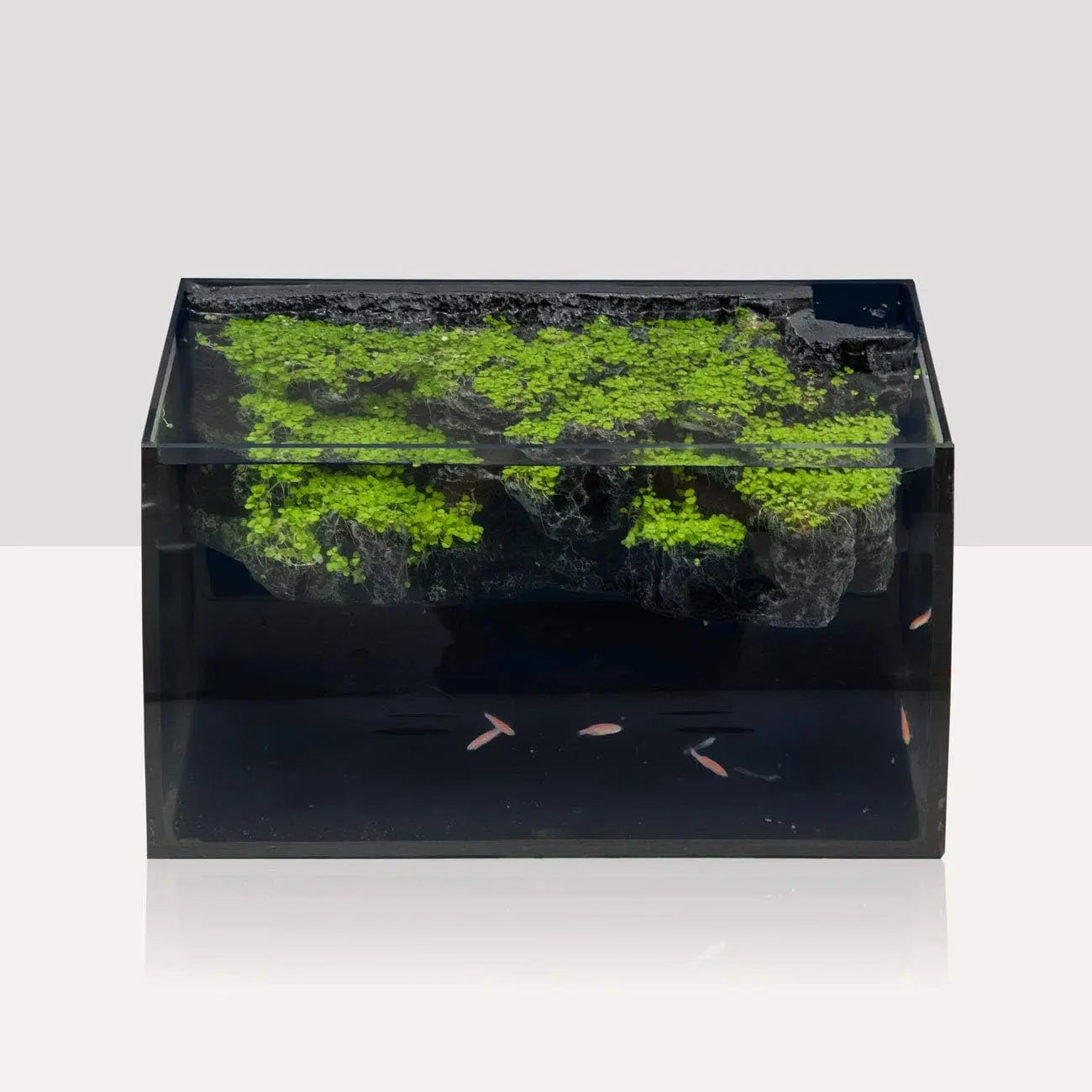 Curved Glass Aquarium Kit With LED Light And Filter