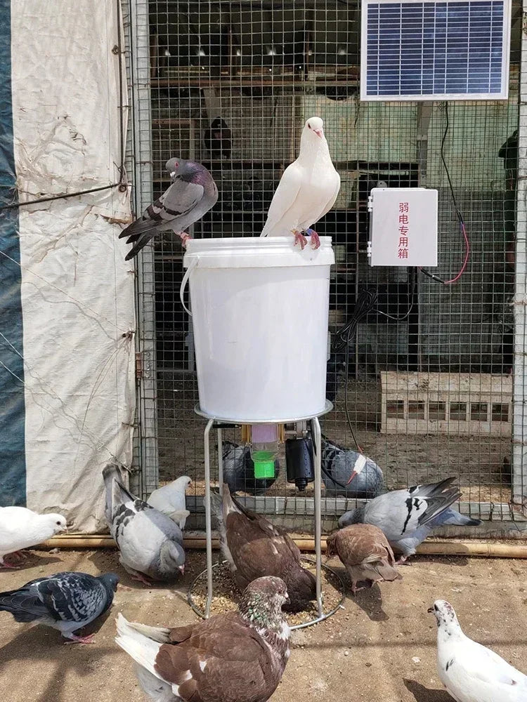 Automatic Poultry Feeder For Chicken Duck Pigeon With Timed Dispense