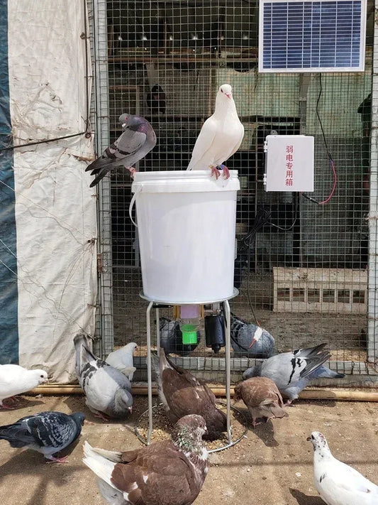 Automatic Poultry Feeder For Chicken Duck Pigeon With Timed Dispense