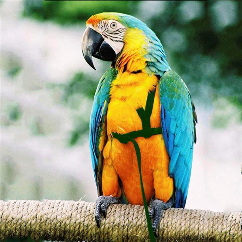 Parrot Bird Harness Leash for Small Parakeets and Cockatiels