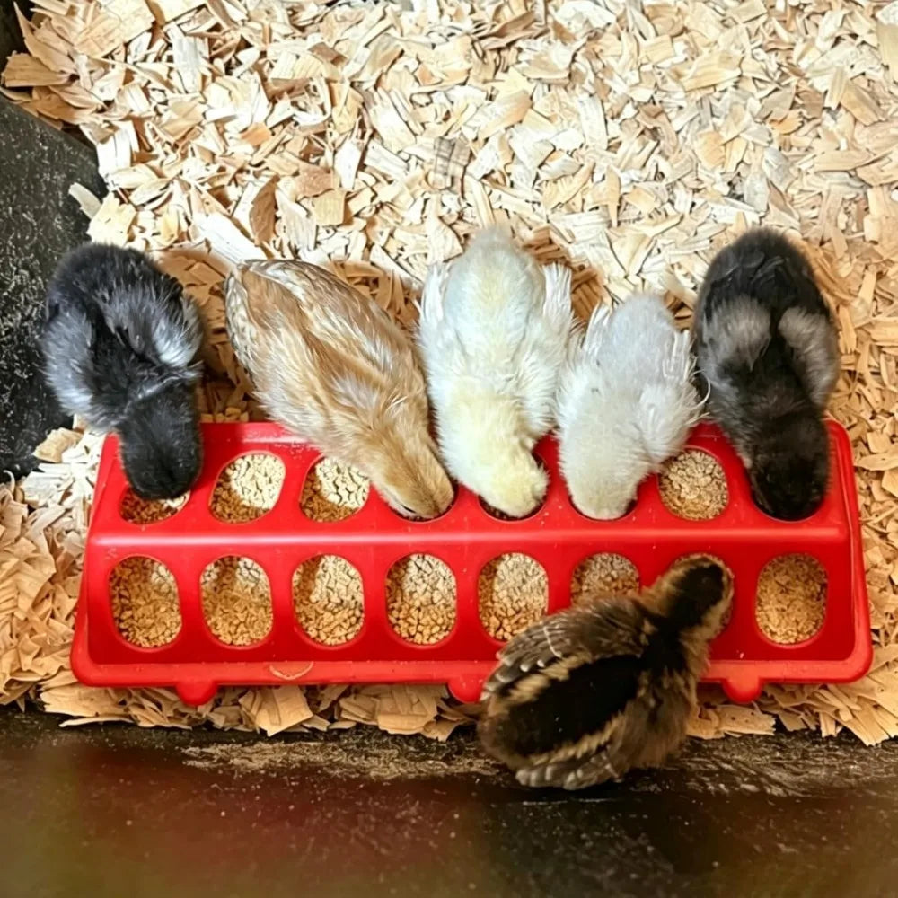 16 Hole Anti Waste Chicken Feeders 2Pack Plastic Poultry Feeders