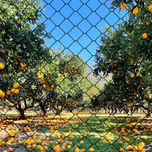 MOJOYCE Nylon Bird Netting Mesh Hawk Netting for Garden