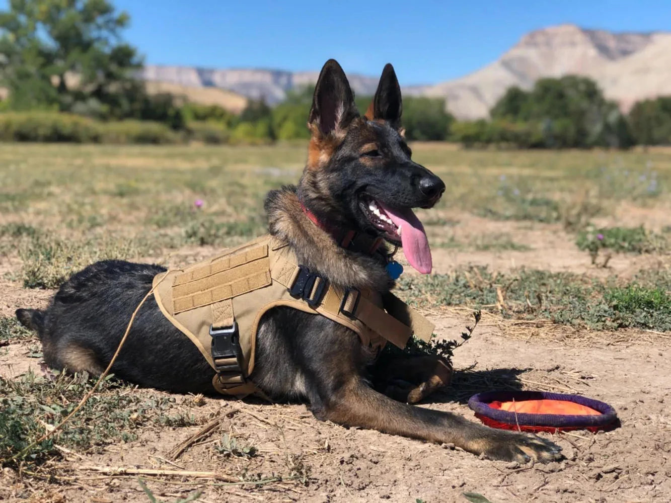Adjustable Tactical Dog Harness and Nylon Collar Set