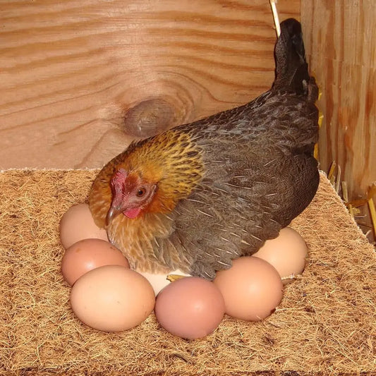 Nest Box Liners for Chickens 15 Pack Thickened Pads