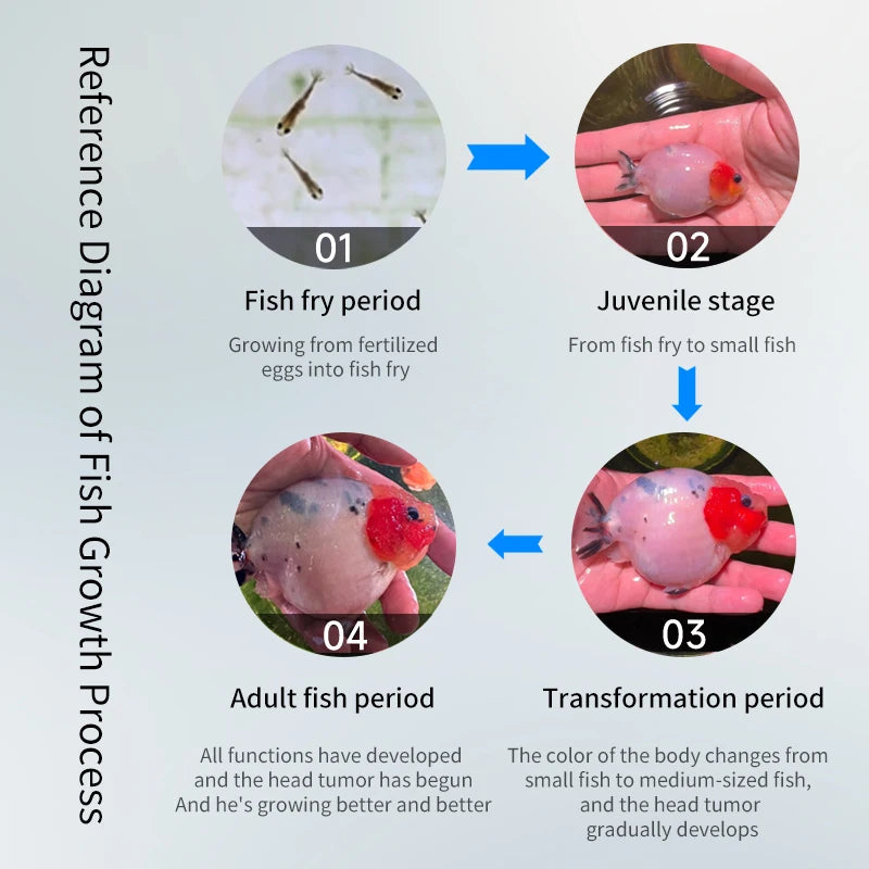 High-concerned Ranchu Lionhead Goldfish Sinking Pellet Feed