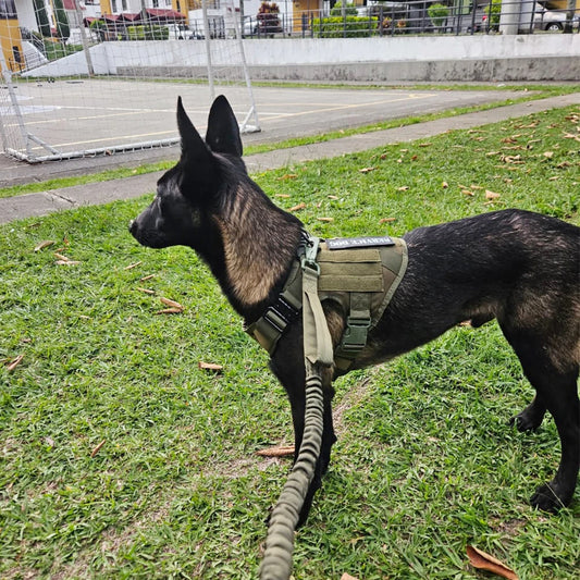 Military Tactical Dog Harness And Leash Set For Large Malinois No Pull