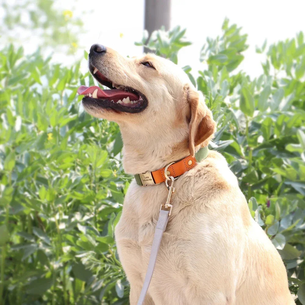 Nylon Dog Collar Leash Set With Personalized Genuine Leather Nameplate ID Tag