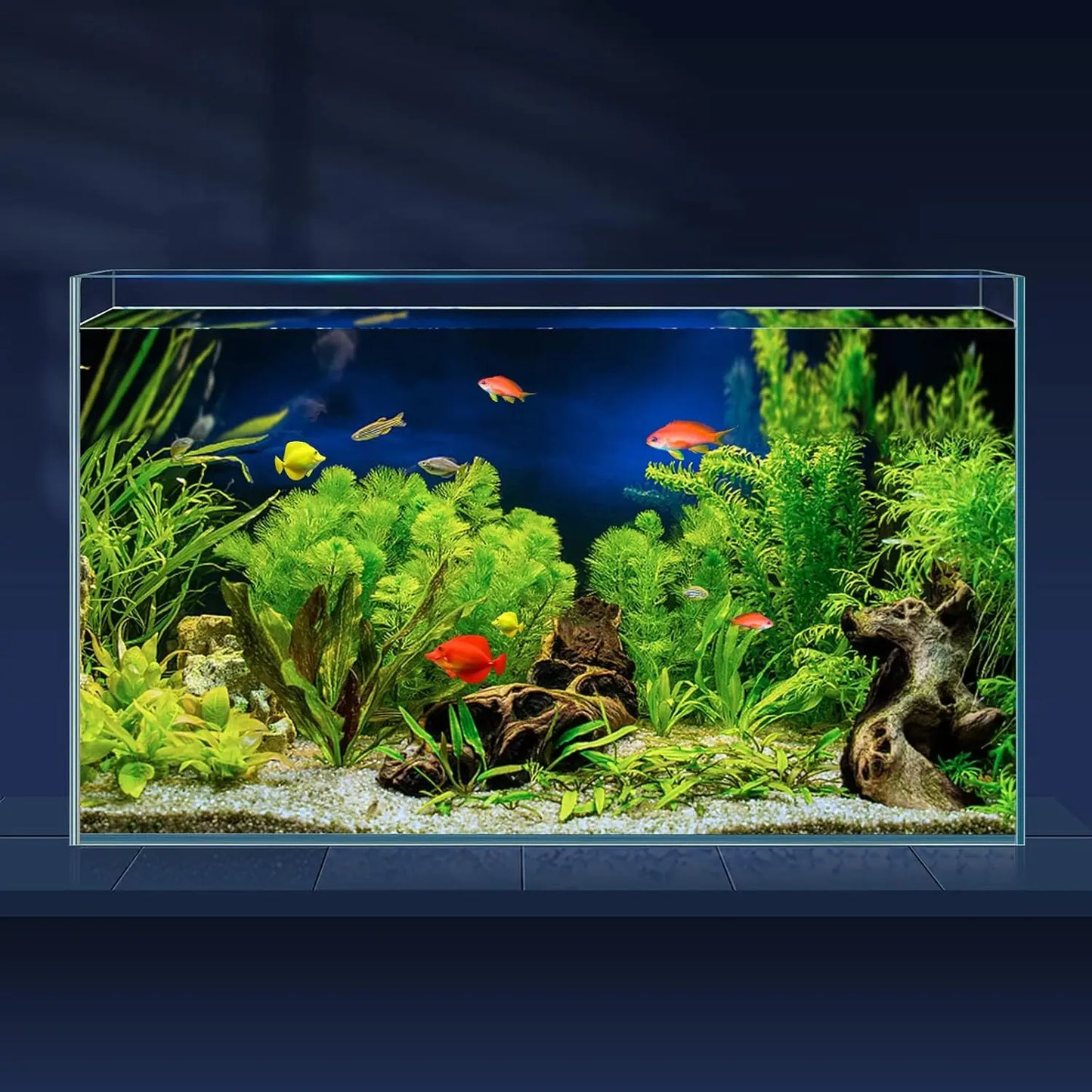 Ultra Clear Rimless Glass Aquarium With Cover Feeding Ring Cleaning Tools
